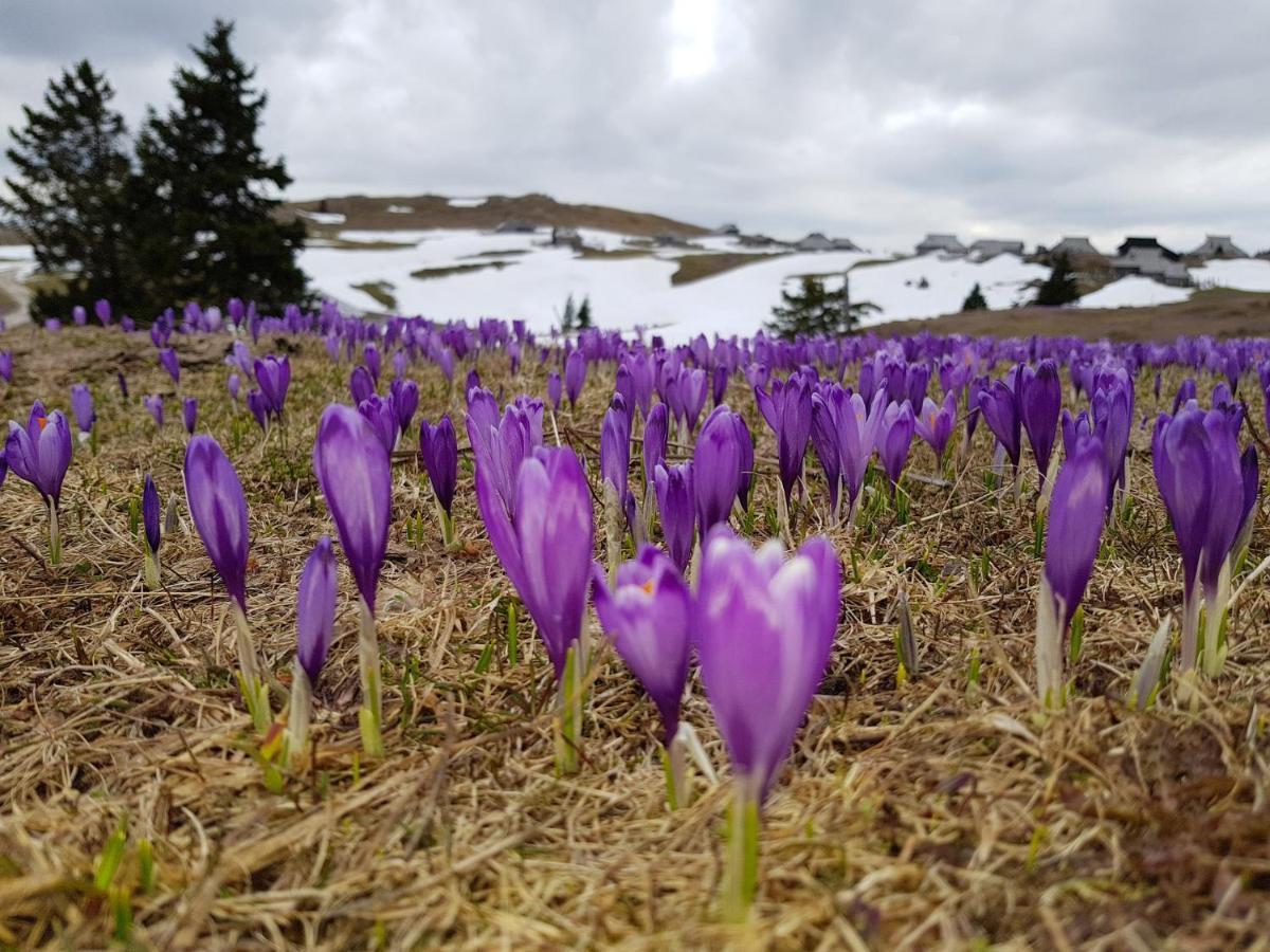 Chalet Gorenjka - Velika Planina オスレンドネスロヴェンスカ エクステリア 写真