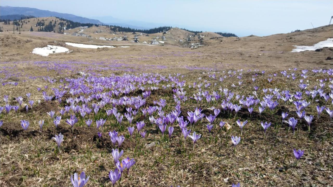 Chalet Gorenjka - Velika Planina オスレンドネスロヴェンスカ エクステリア 写真